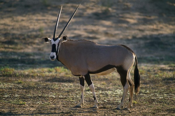 Gemsbok