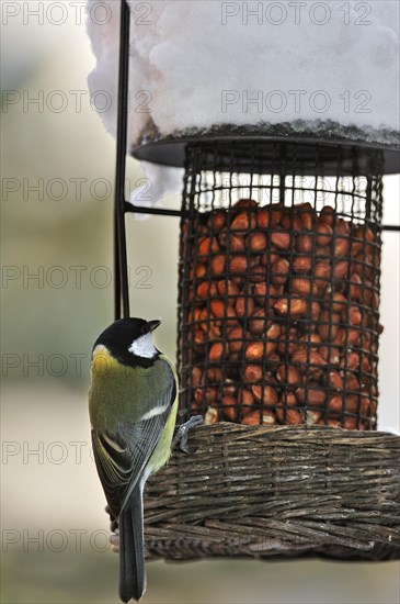 Great tit