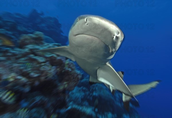 Dynamic photo of large grey reef shark