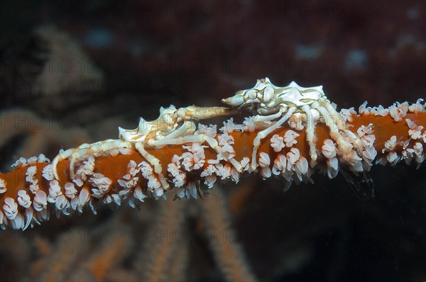 Pair of wire coral shrimps