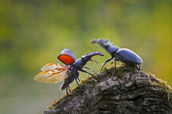 Two European stag beetle