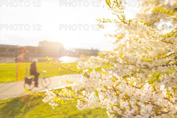 The blossoming cherry trees on the Neustaedter Elbufer in Dresden