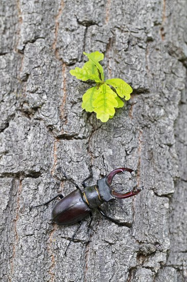 European stag beetle