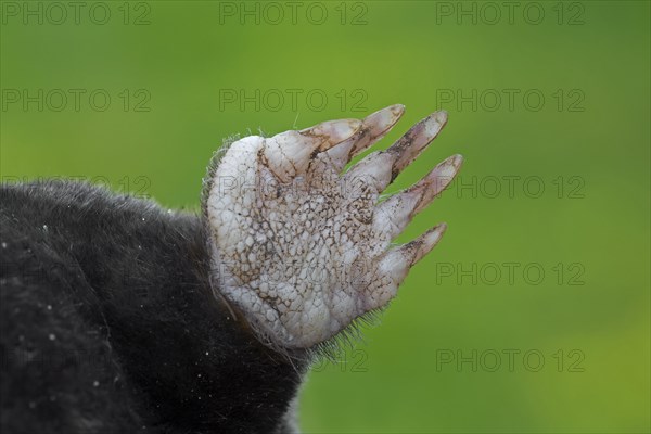 European mole