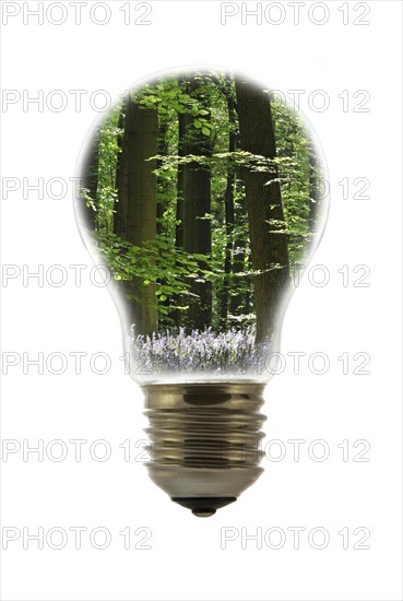 Trees in spring forest inside incandescent lamp