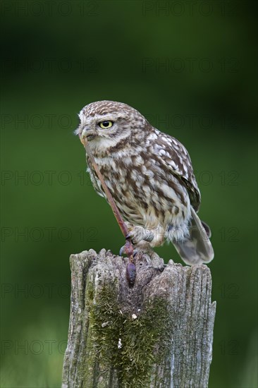 Ringed little owl