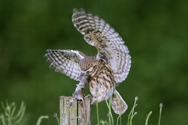 Ringed little owl