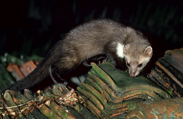 Beech marten