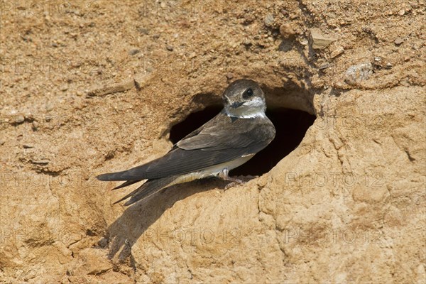 European sand martin