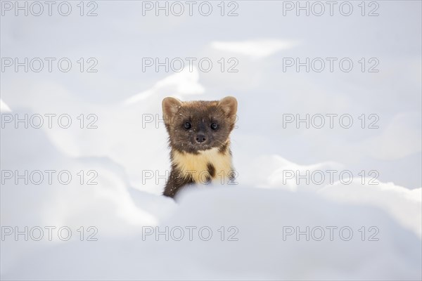 European pine marten