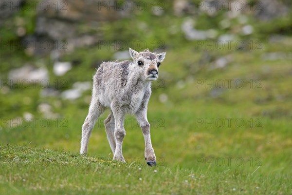 Reindeer