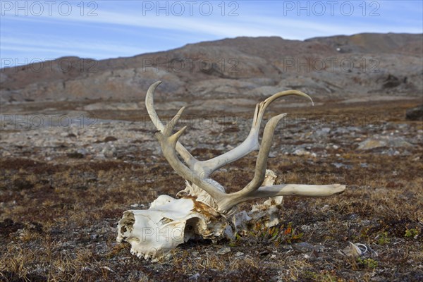 Svalbard reindeer