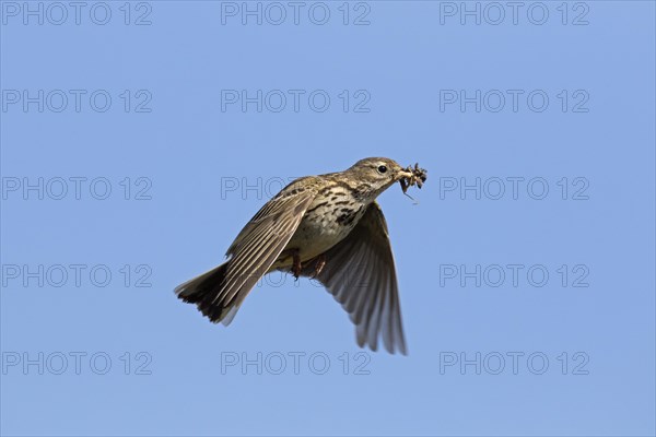 Meadow pipit