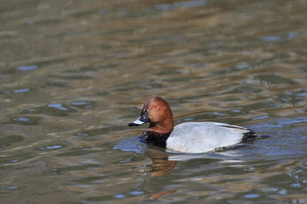 Common European Pochard