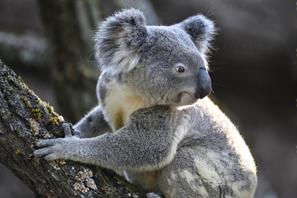 Koala