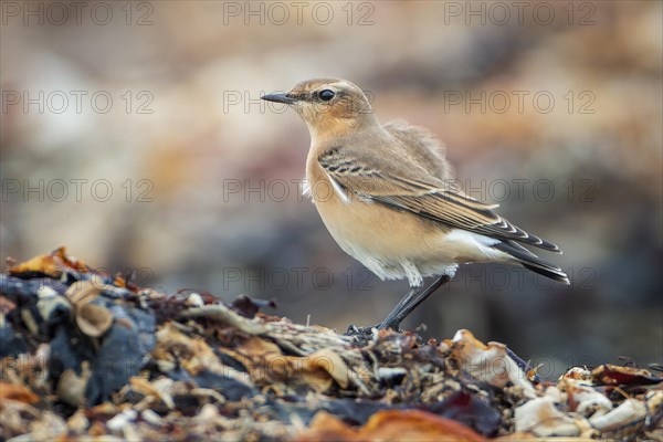 Northern Wheatear