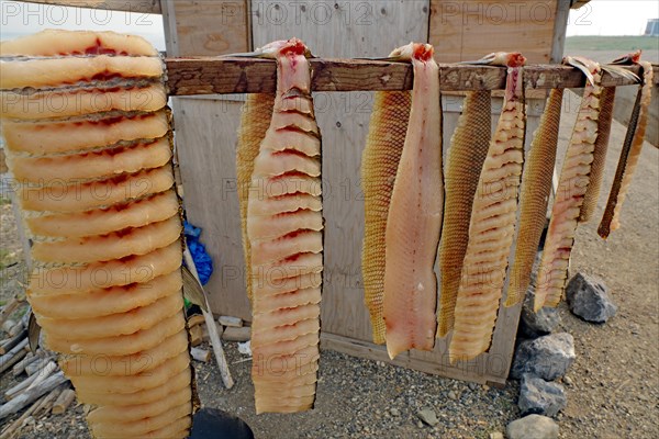 Preserving fish the old fashioned way