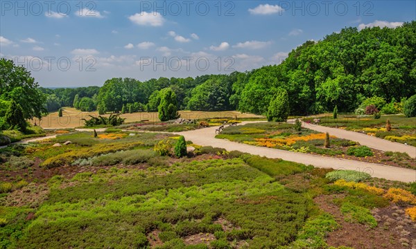 Heather garden with many heather varieties