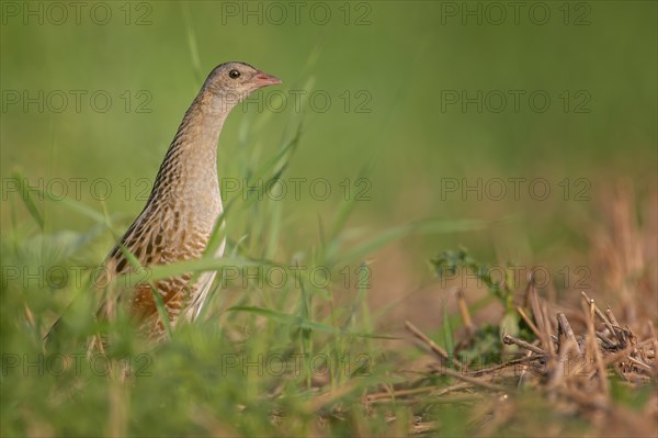 Corn crake