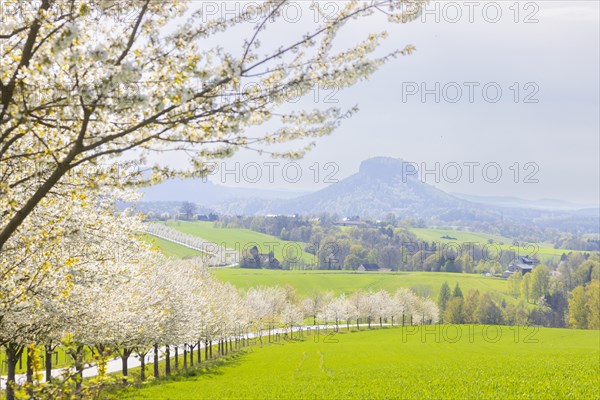 Cherry avenue on the Adamsberg with a view of the Koenigstein Fortress and the Lilienstein