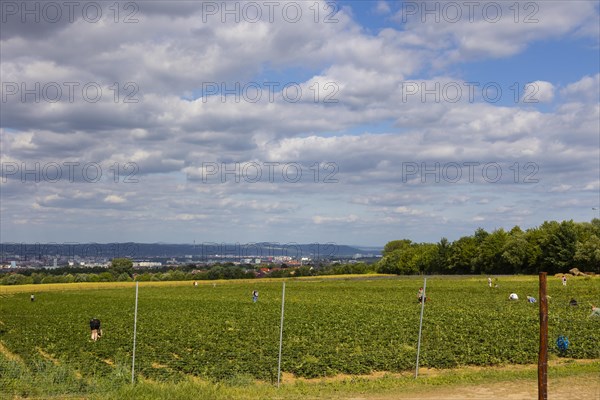 Strawberry self-picking in a field in Altfranken