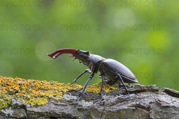 European stag beetle