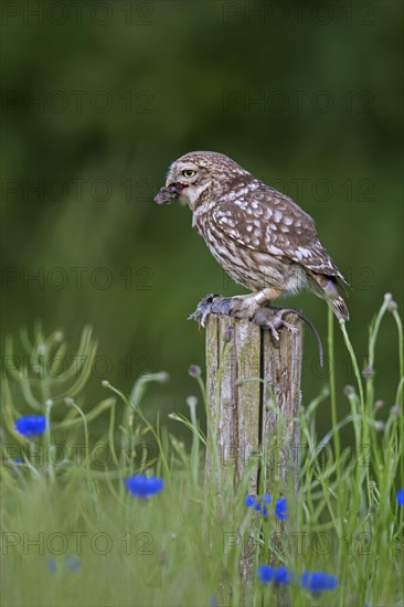 Ringed little owl