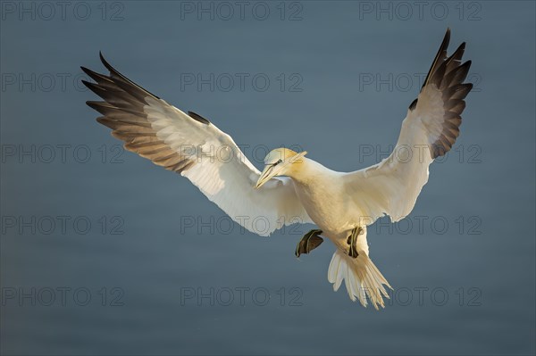 Northern gannet