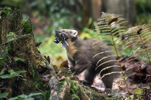 European pine marten