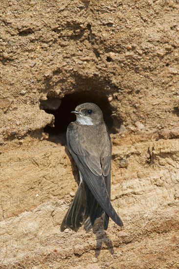 European sand martin