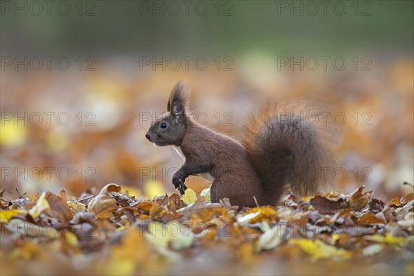 Cute Eurasian red squirrel