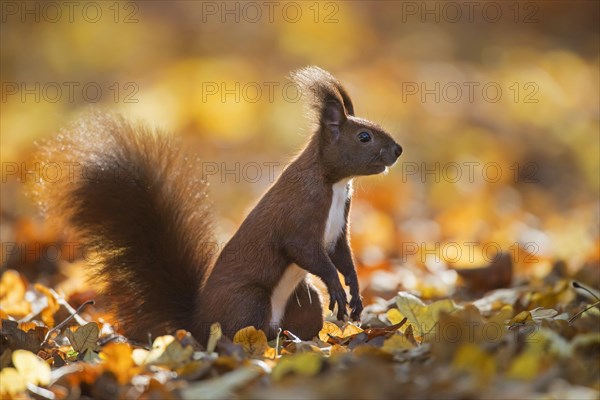 Cute Eurasian red squirrel