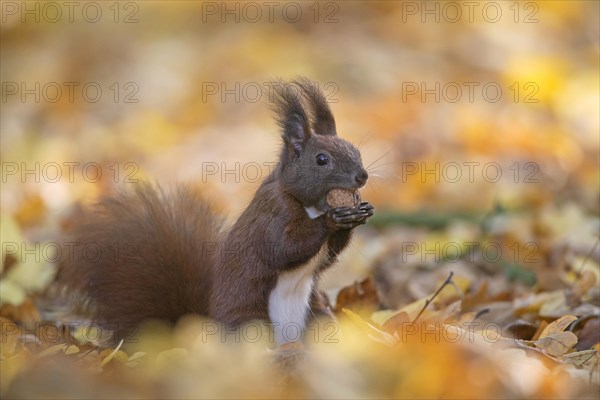 Cute Eurasian red squirrel