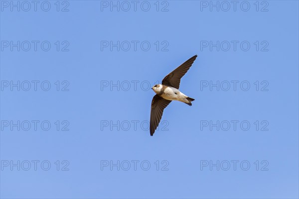 European sand martin