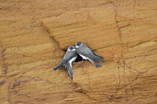 Couple of sand martins