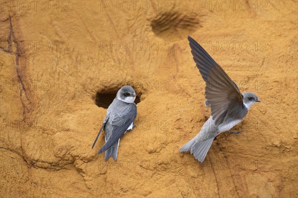 Couple of sand martins