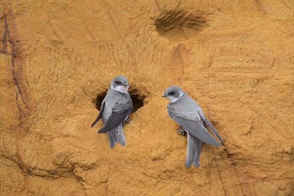 Couple of sand martins