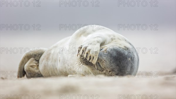 Harbor seal