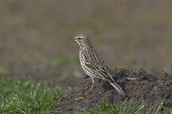 Meadow pipit