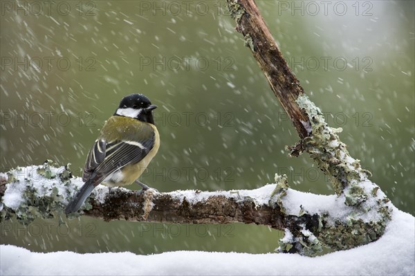 Great Tit