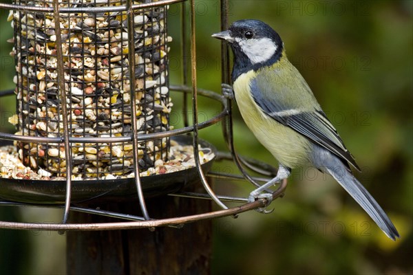 Great Tit