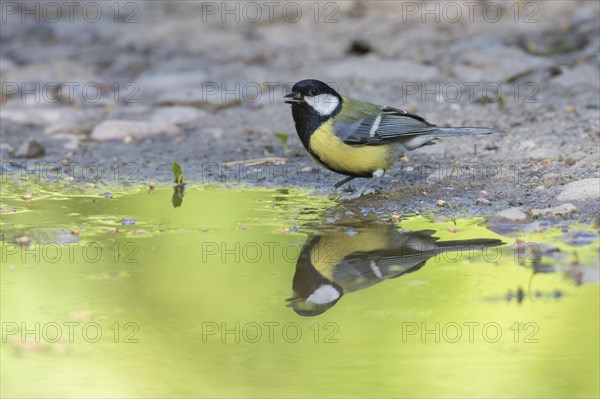 Great tit