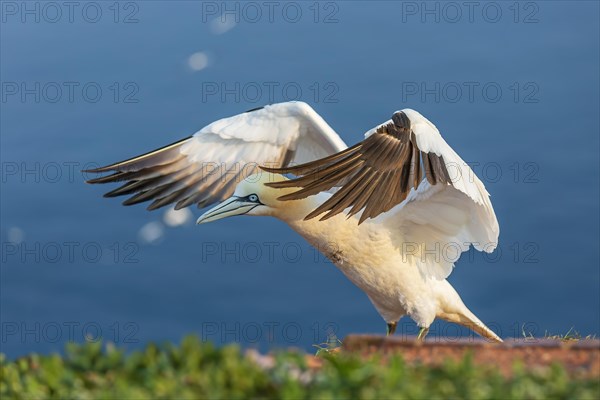 Northern gannet