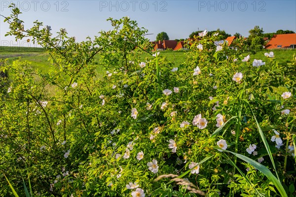 Blooming beach roses at the holiday home settlement behind the dyke