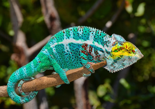 Panther chameleon