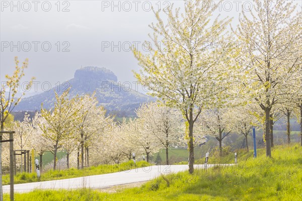 Cherry avenue on the Adamsberg with a view of the Koenigstein Fortress and the Lilienstein