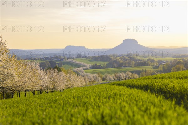 Cherry avenue on the Adamsberg with a view of the Koenigstein Fortress and the Lilienstein