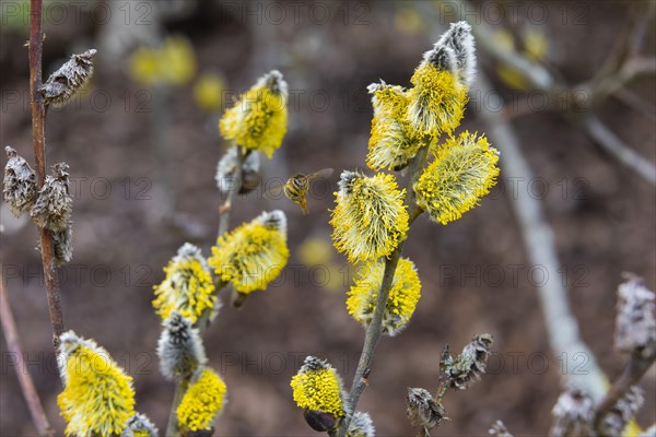 Bees gather nectar on willow catkins in the first warm rays of sunshine