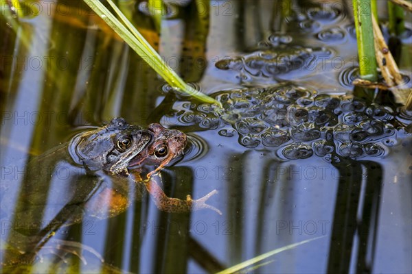 European common frog