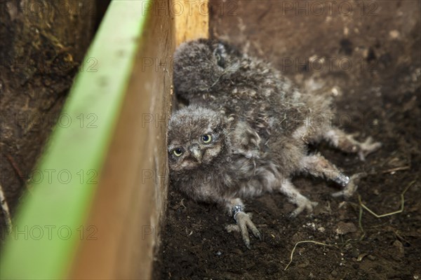 Ringed owlets placed back in nestbox for Little Owl